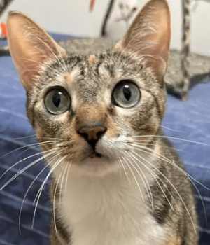 Captura de pantalla 2026-02-03 212313